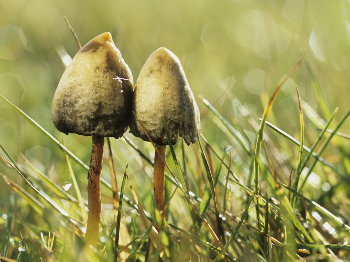 Chem50 Tips to Buy Psychedelic Mushrooms & Magic Truffles for Research